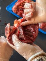 shared_image_25