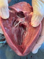 shared_image_26