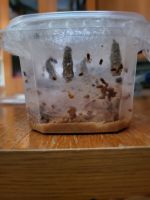 foto_10