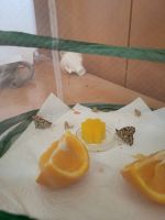 foto_13